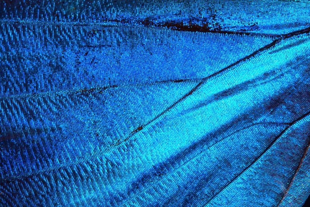 食物繊維は大腸がんリスクを低減する